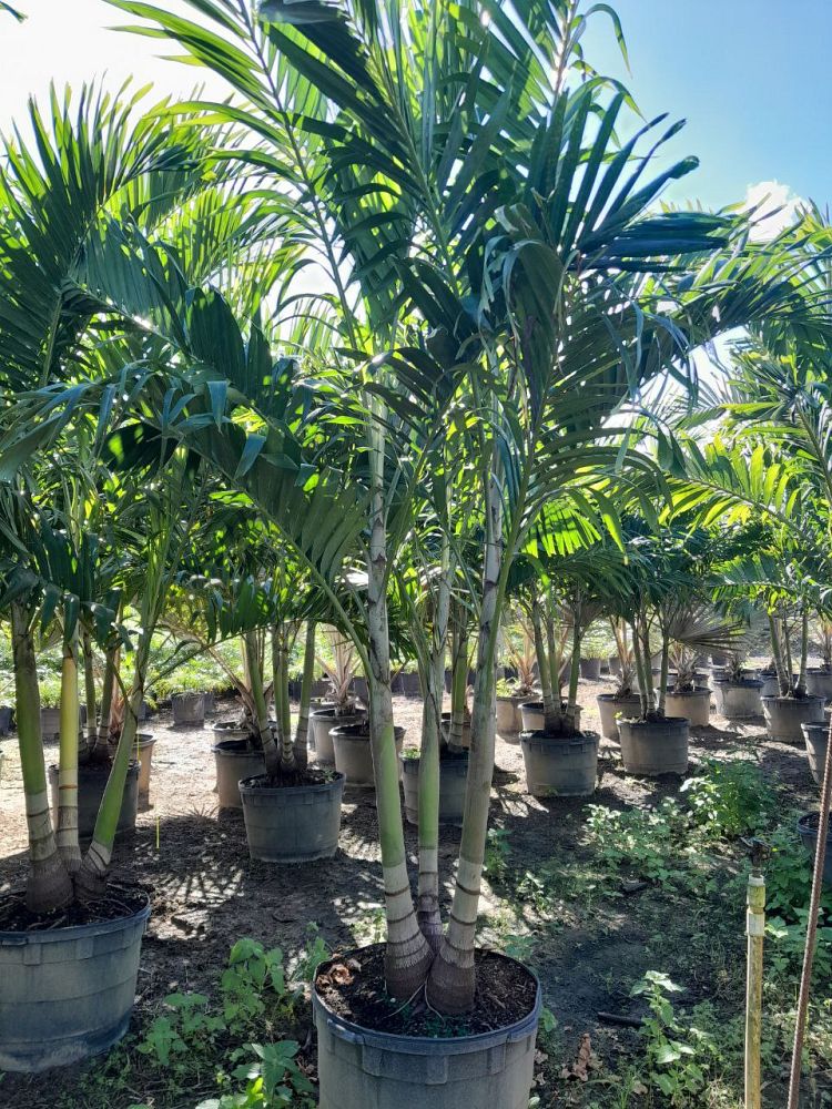 veitchia-merrillii-christmas-palm-adonidia-merrillii