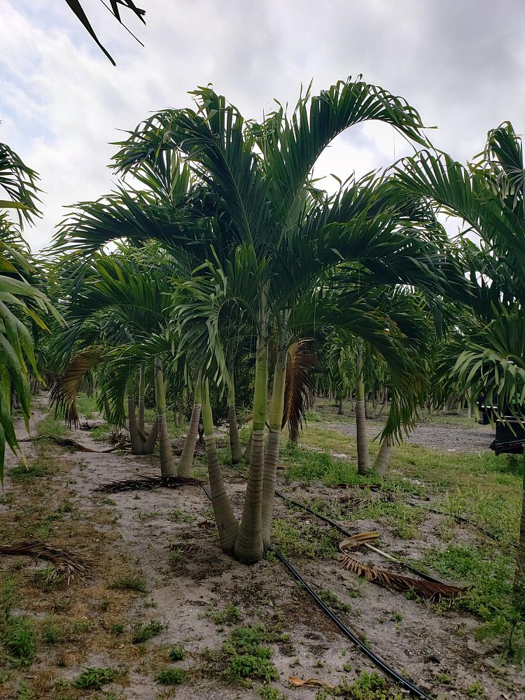 veitchia-merrillii-christmas-palm-adonidia-merrillii