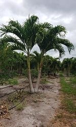 veitchia-merrillii-christmas-palm-adonidia-merrillii