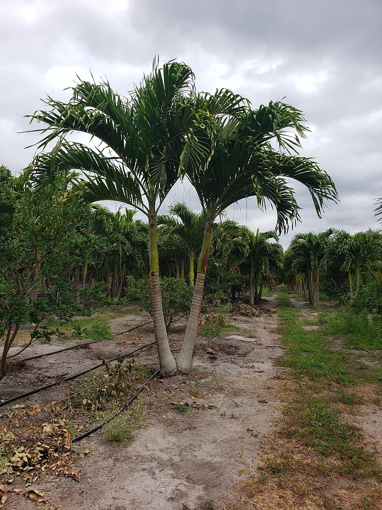 veitchia-merrillii-christmas-palm-adonidia-merrillii
