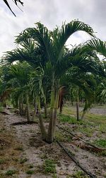 veitchia-merrillii-christmas-palm-adonidia-merrillii