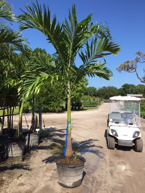veitchia-merrillii-christmas-palm-adonidia-merrillii