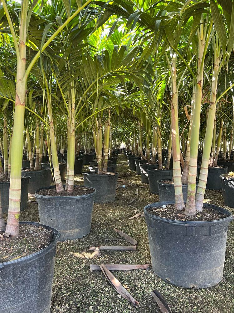 veitchia-merrillii-christmas-palm-adonidia-merrillii