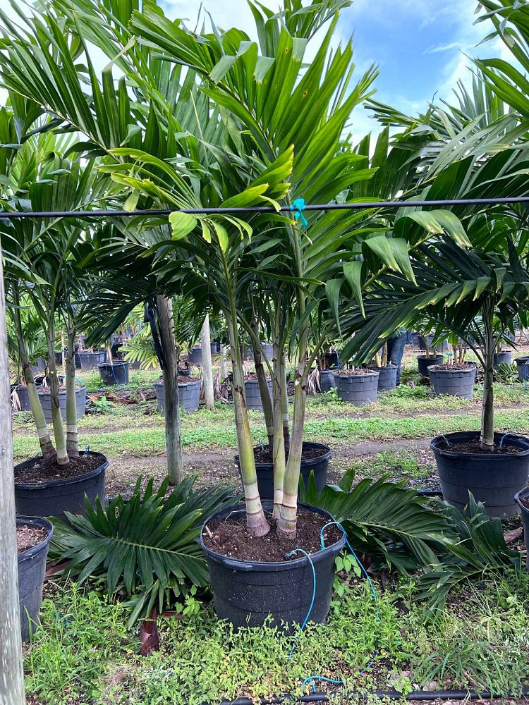 veitchia-merrillii-christmas-palm-adonidia-merrillii
