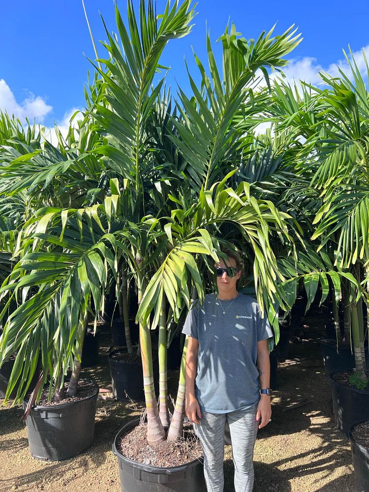 veitchia-merrillii-christmas-palm-adonidia-merrillii
