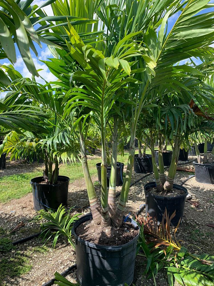 veitchia-merrillii-christmas-palm-adonidia-merrillii