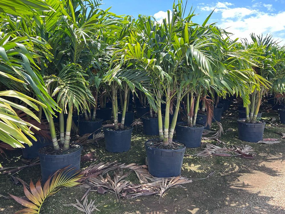 veitchia-merrillii-christmas-palm-adonidia-merrillii