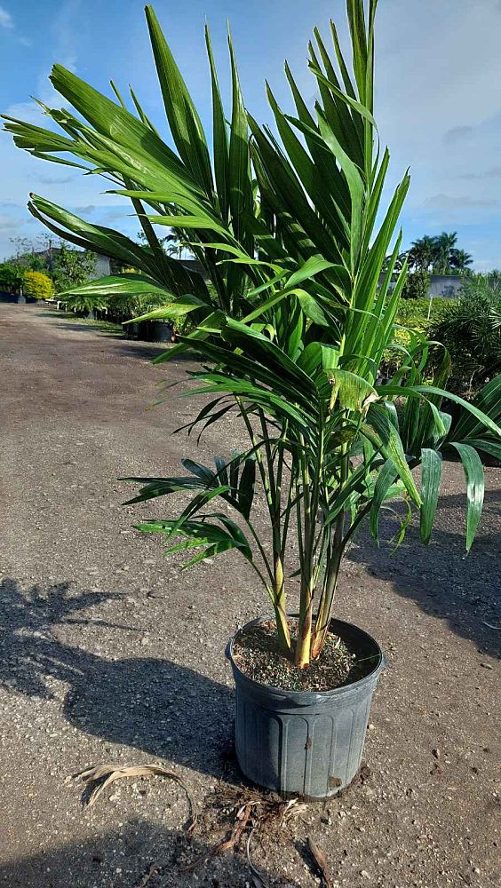 veitchia-merrillii-christmas-palm-adonidia-merrillii