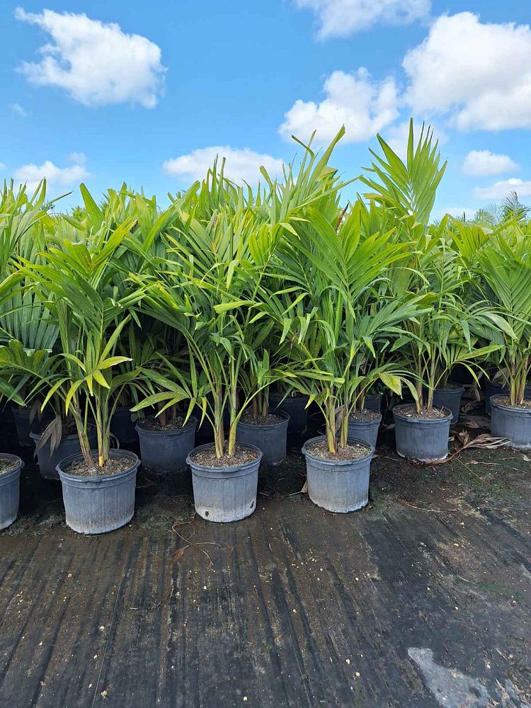 veitchia-merrillii-christmas-palm-adonidia-merrillii