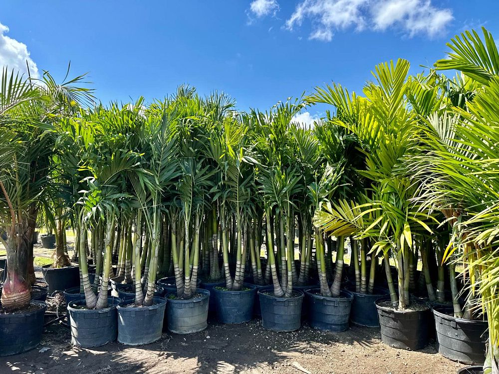 veitchia-merrillii-christmas-palm-adonidia-merrillii