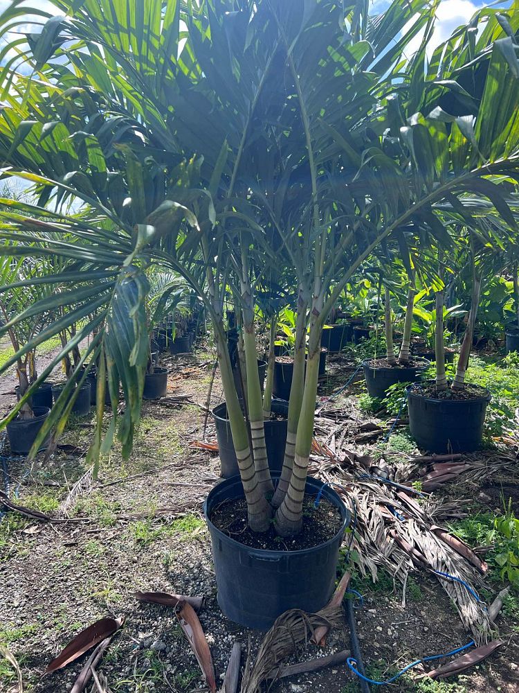 veitchia-merrillii-christmas-palm-adonidia-merrillii