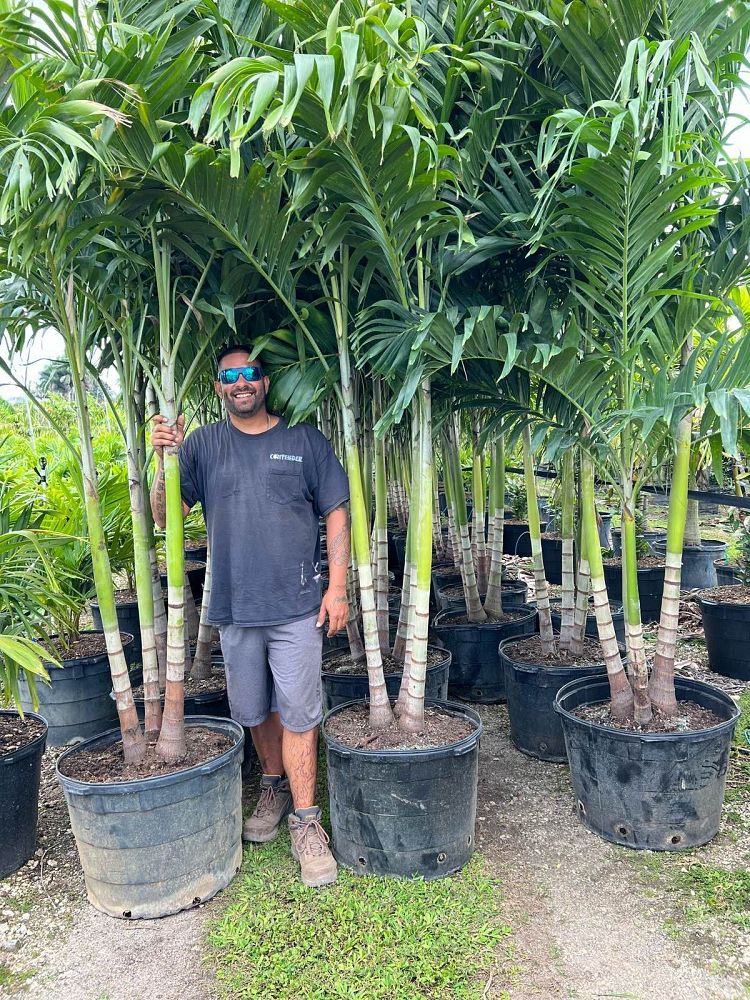 veitchia-merrillii-christmas-palm-adonidia-merrillii