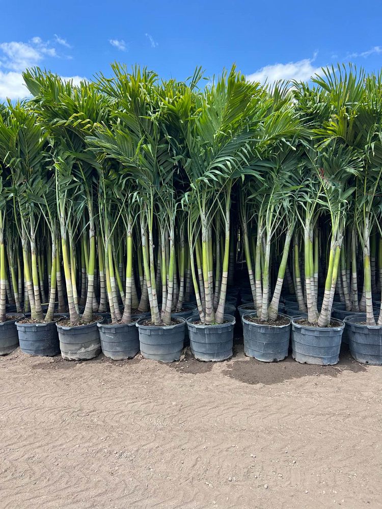 veitchia-merrillii-christmas-palm-adonidia-merrillii
