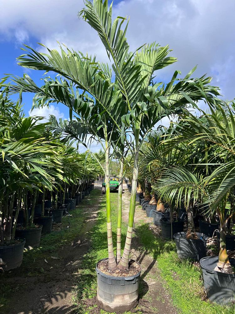 veitchia-merrillii-christmas-palm-adonidia-merrillii