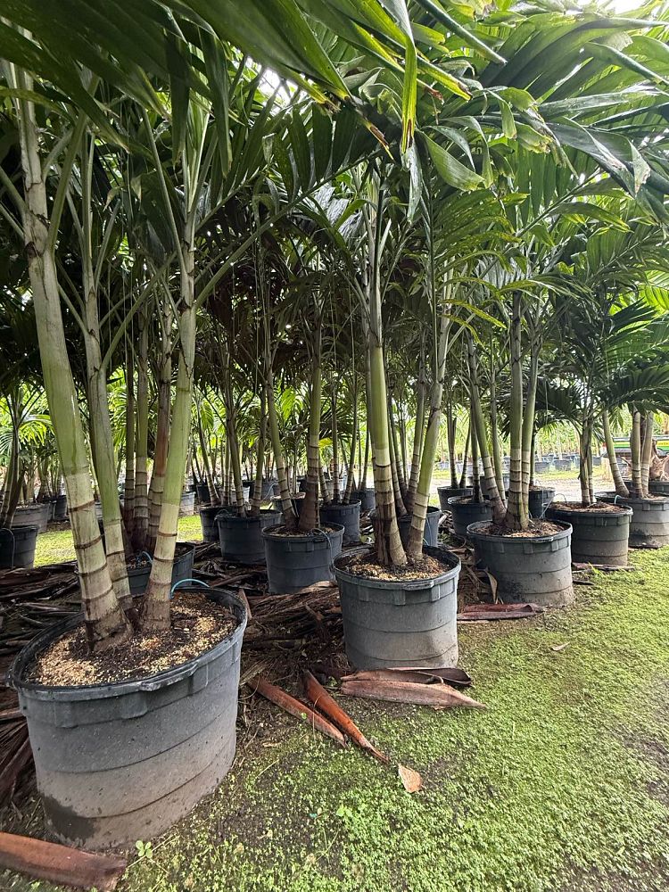 veitchia-merrillii-christmas-palm-adonidia-merrillii