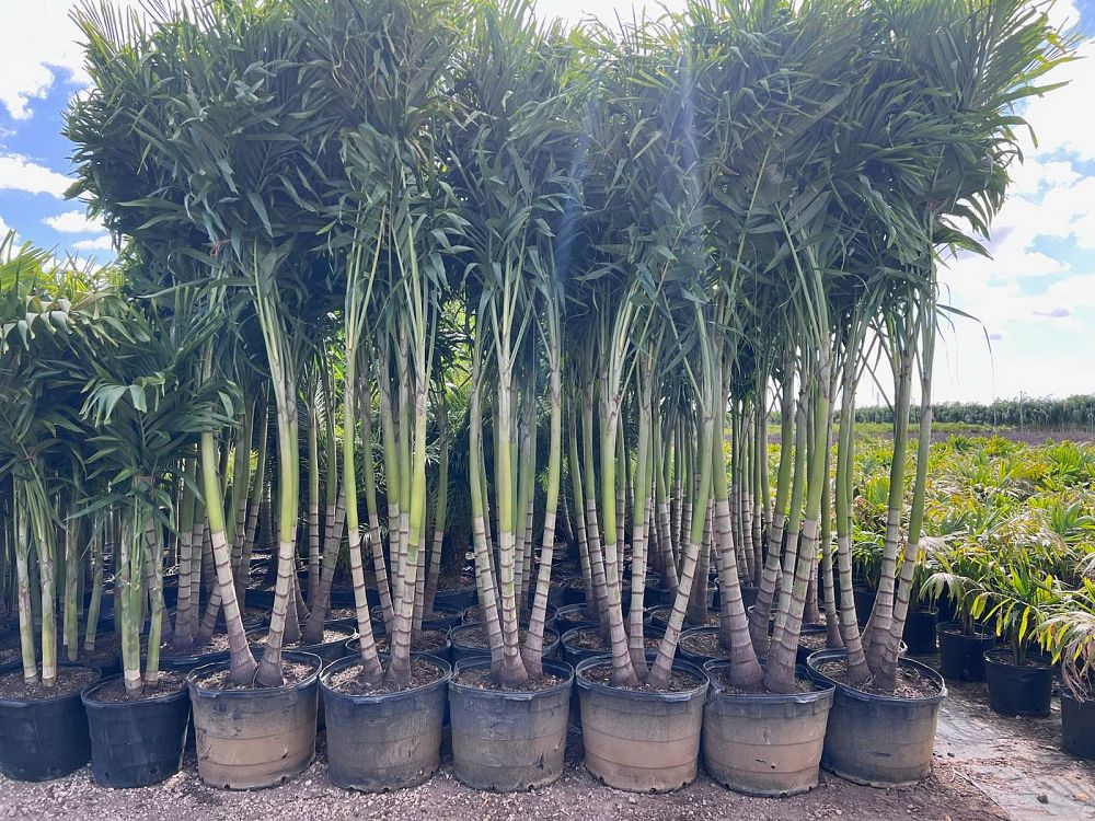 veitchia-merrillii-christmas-palm-adonidia-merrillii