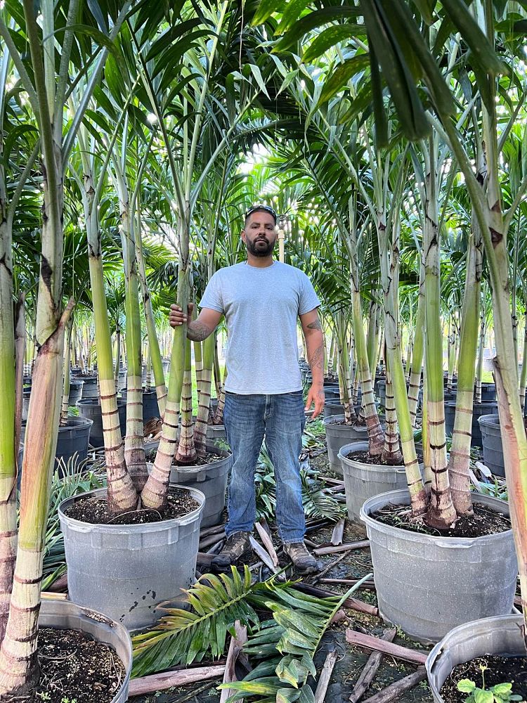 veitchia-merrillii-christmas-palm-adonidia-merrillii