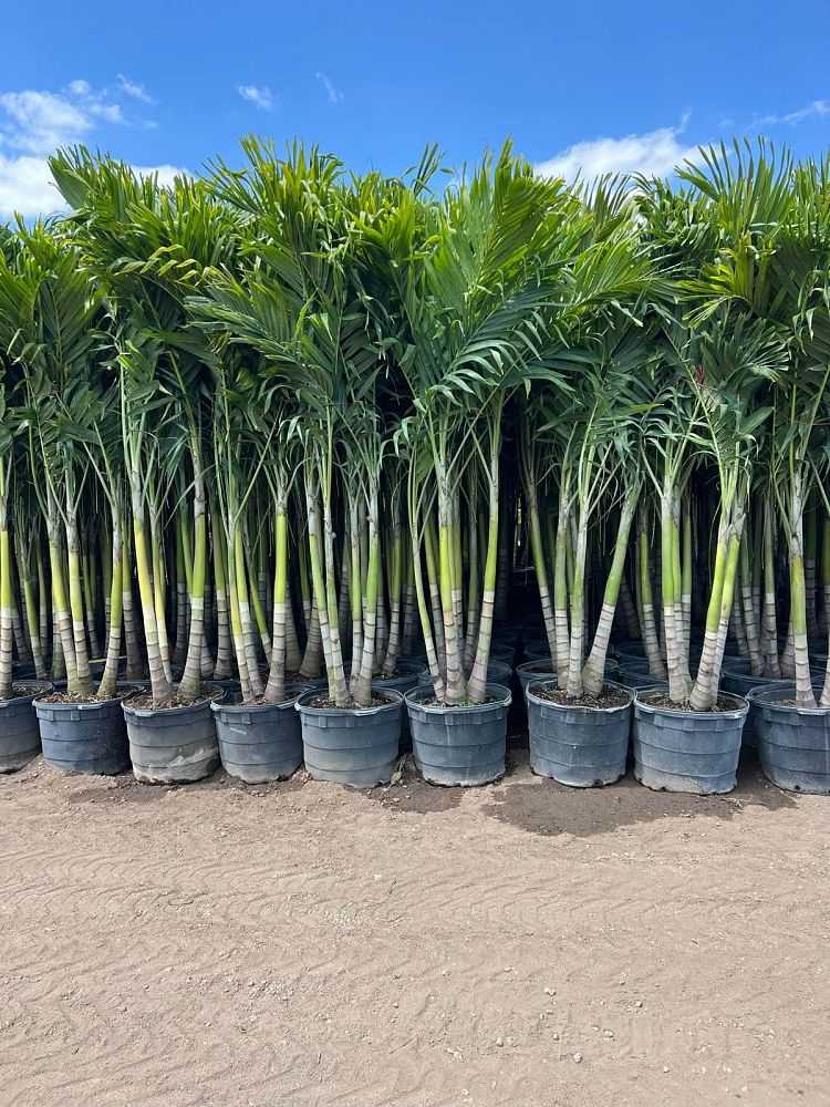 veitchia-merrillii-christmas-palm-adonidia-merrillii