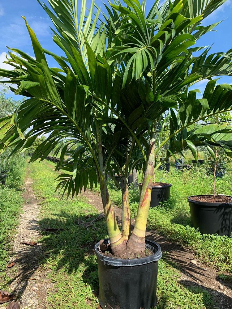 veitchia-merrillii-christmas-palm-adonidia-merrillii