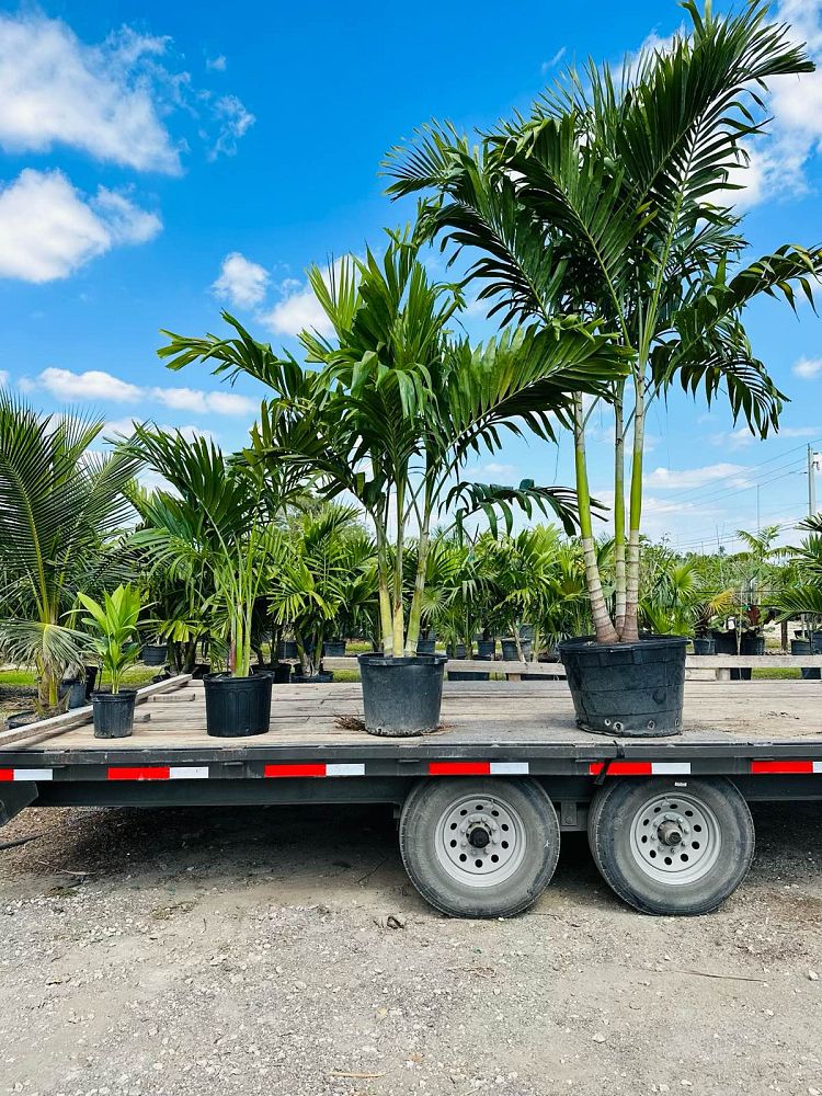 veitchia-merrillii-christmas-palm-adonidia-merrillii
