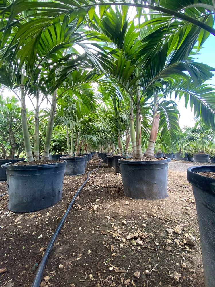 veitchia-merrillii-christmas-palm-adonidia-merrillii