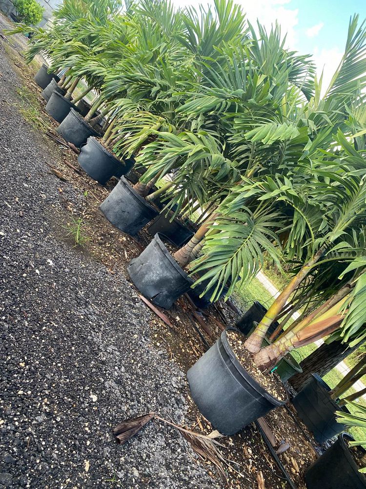veitchia-merrillii-christmas-palm-adonidia-merrillii