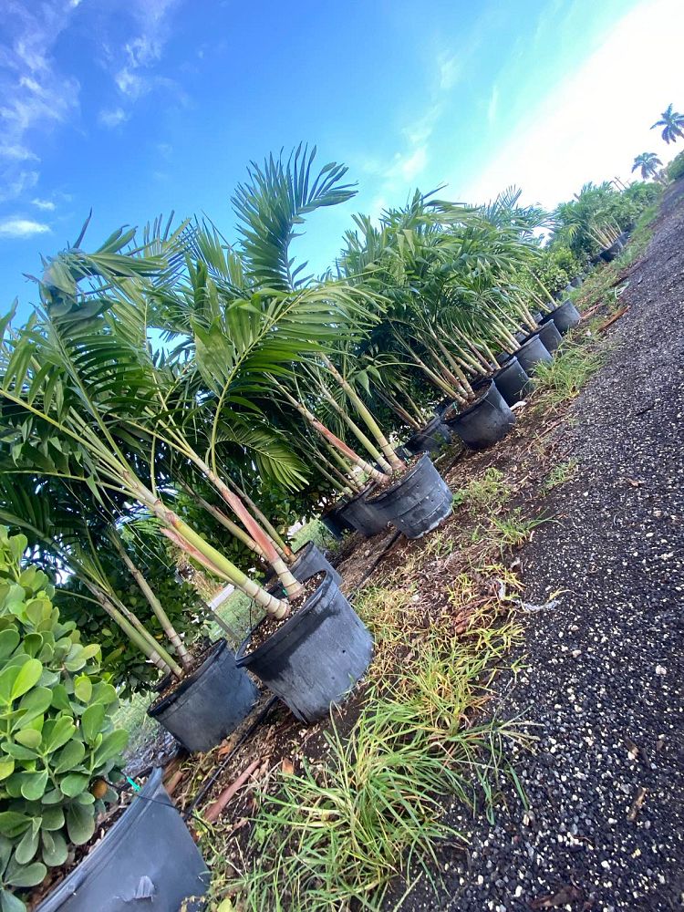 veitchia-merrillii-christmas-palm-adonidia-merrillii