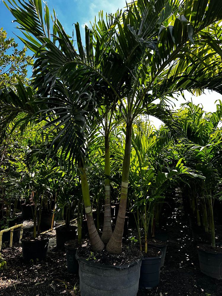veitchia-merrillii-christmas-palm-adonidia-merrillii