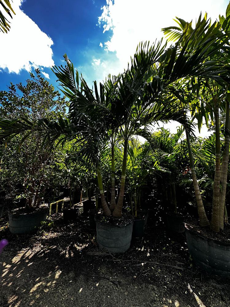 veitchia-merrillii-christmas-palm-adonidia-merrillii