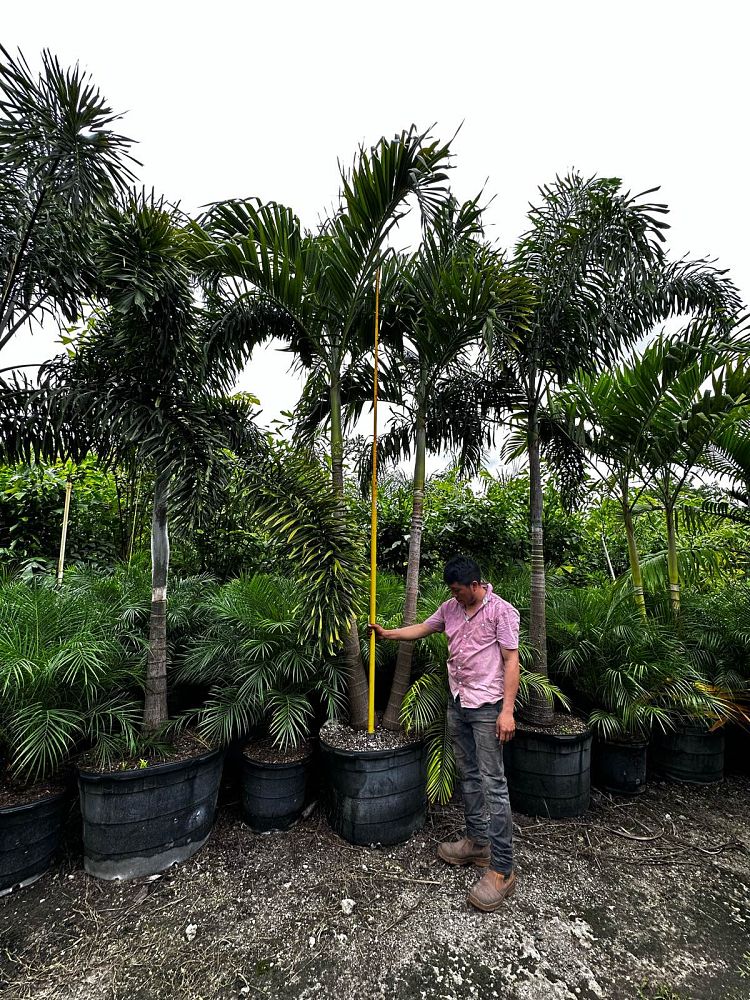 veitchia-merrillii-christmas-palm-adonidia-merrillii