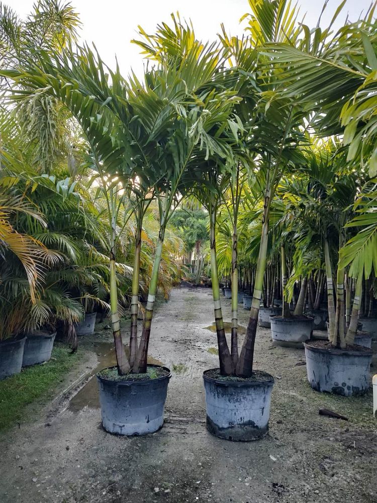veitchia-merrillii-christmas-palm-adonidia-merrillii