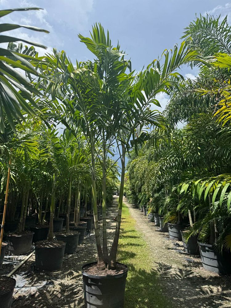 veitchia-merrillii-christmas-palm-adonidia-merrillii