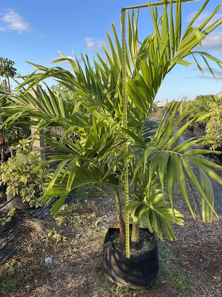 veitchia-merrillii-christmas-palm-adonidia-merrillii