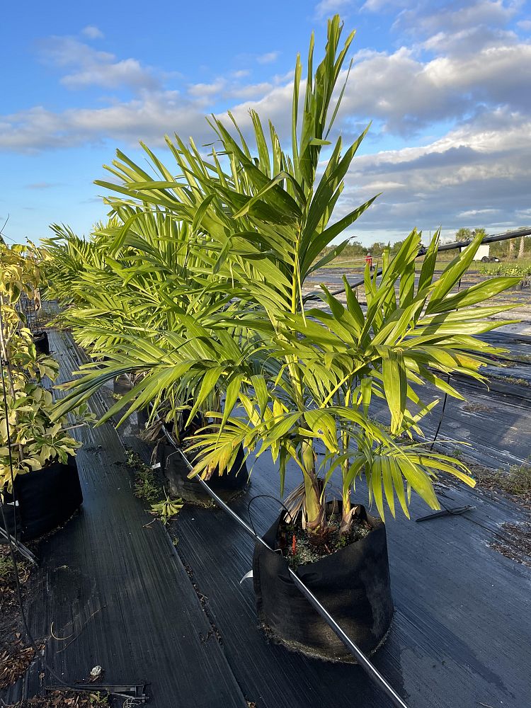 veitchia-merrillii-christmas-palm-adonidia-merrillii