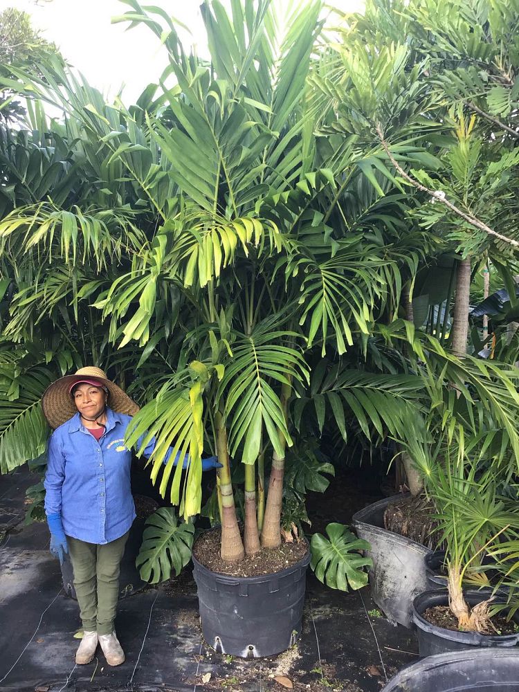veitchia-merrillii-christmas-palm-adonidia-merrillii