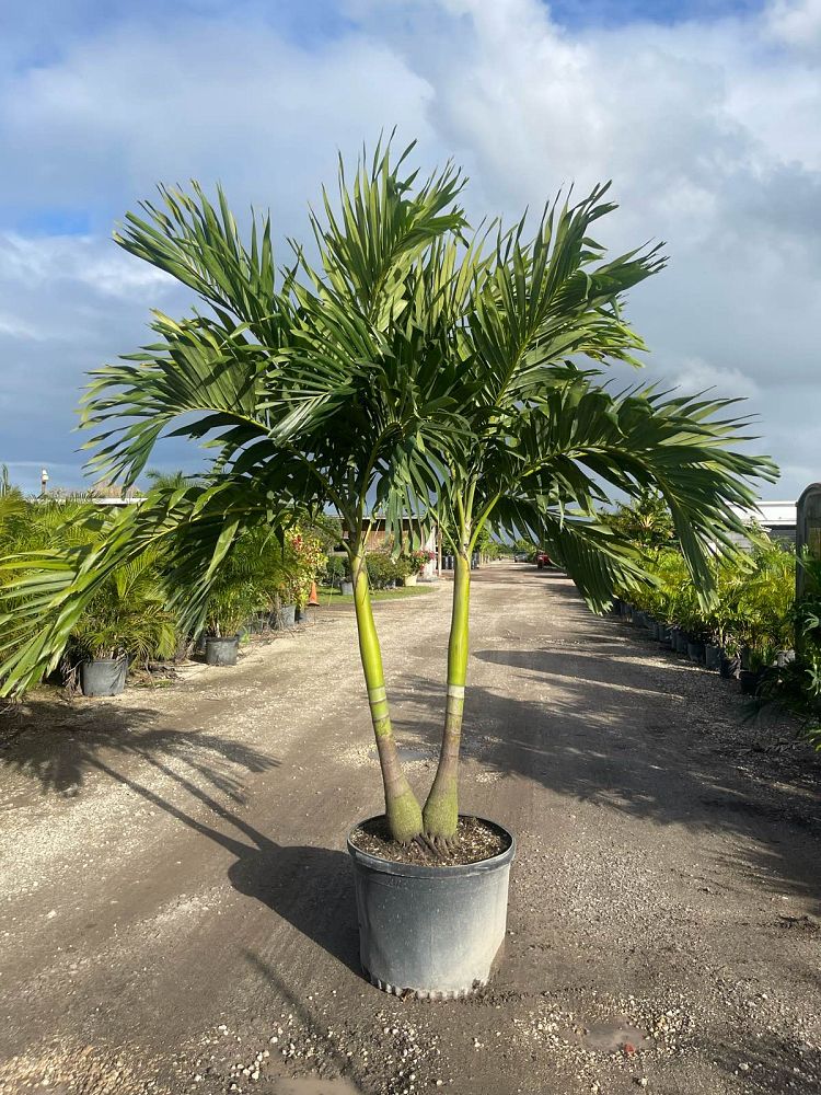 veitchia-merrillii-christmas-palm-adonidia-merrillii