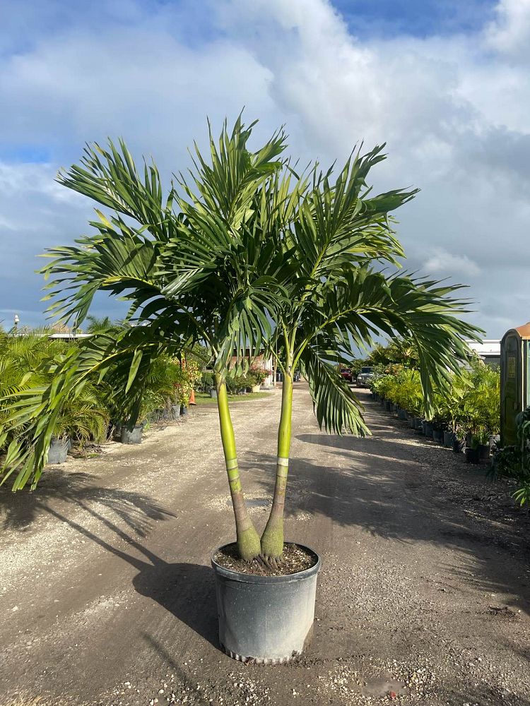veitchia-merrillii-christmas-palm-adonidia-merrillii