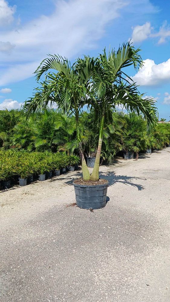 veitchia-merrillii-christmas-palm-adonidia-merrillii