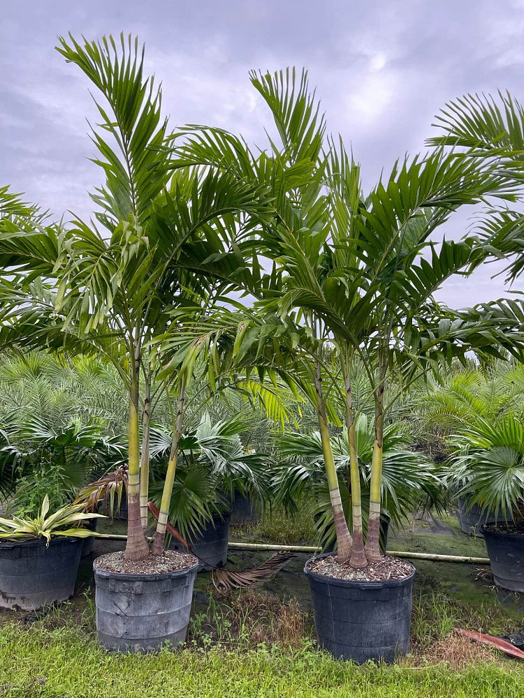 veitchia-merrillii-christmas-palm-adonidia-merrillii