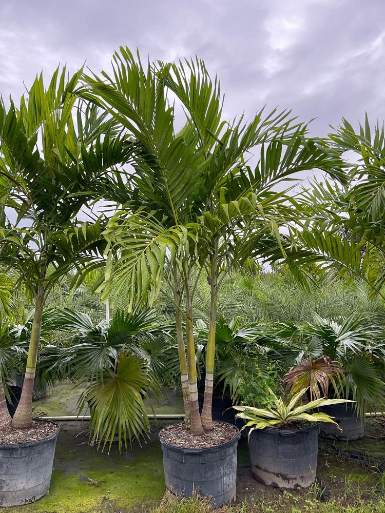 veitchia-merrillii-christmas-palm-adonidia-merrillii