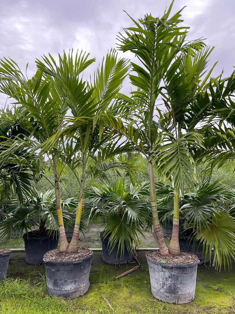 veitchia-merrillii-christmas-palm-adonidia-merrillii