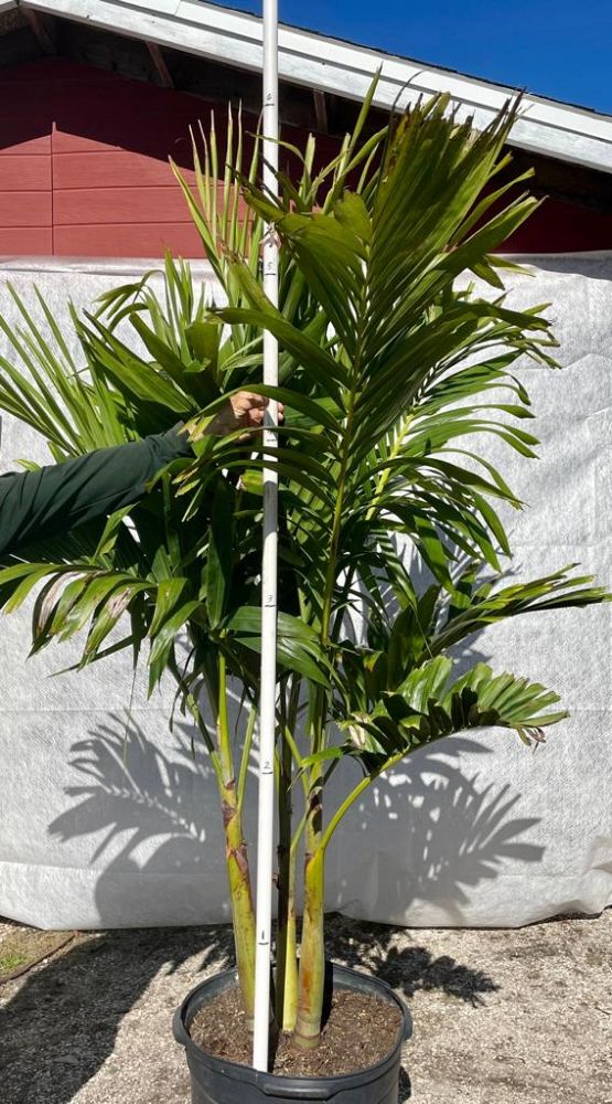 veitchia-merrillii-christmas-palm-adonidia-merrillii