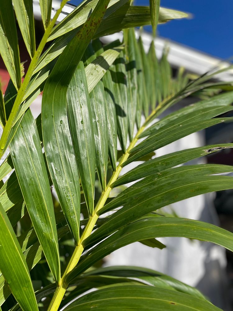 veitchia-merrillii-christmas-palm-adonidia-merrillii