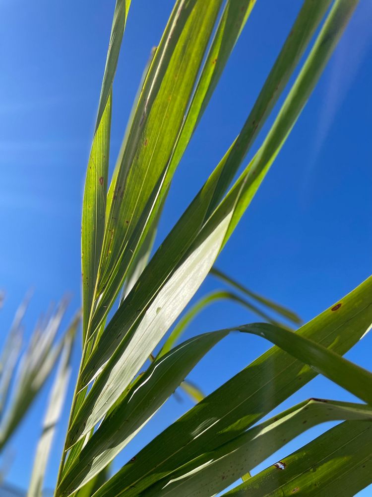 veitchia-merrillii-christmas-palm-adonidia-merrillii