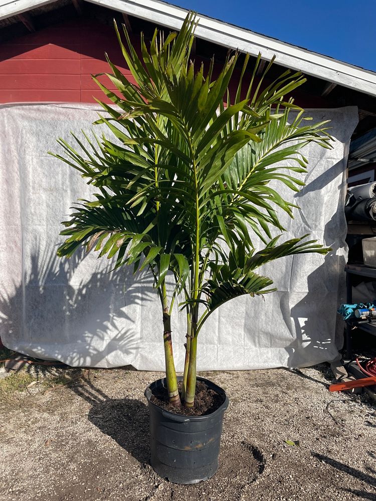 veitchia-merrillii-christmas-palm-adonidia-merrillii