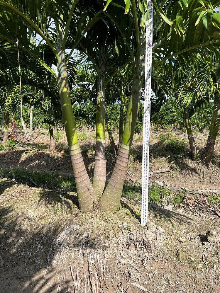 veitchia-merrillii-christmas-palm-adonidia-merrillii