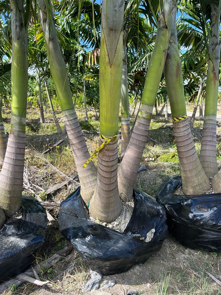 veitchia-merrillii-christmas-palm-adonidia-merrillii
