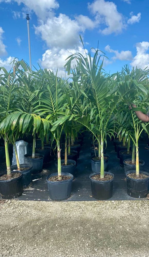 veitchia-merrillii-christmas-palm-adonidia-merrillii