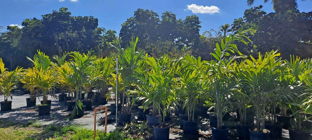veitchia-merrillii-christmas-palm-adonidia-merrillii