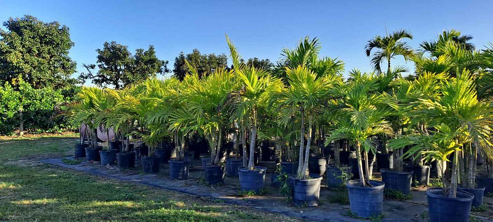 veitchia-merrillii-christmas-palm-adonidia-merrillii